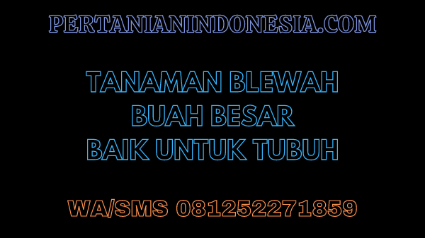 Tanaman Blewah Buah Besar Baik Untuk Tubuh